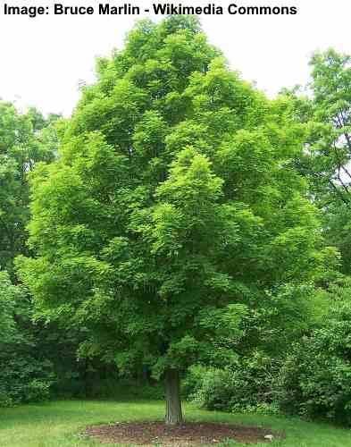 Green Maple
