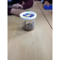 Observing the caterpillars!
