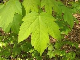Green Maple Leaf
